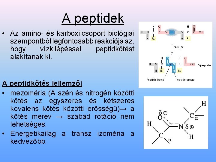 A peptidek • Az amino- és karboxilcsoport biológiai szempontból legfontosabb reakciója az, hogy vízkilépéssel