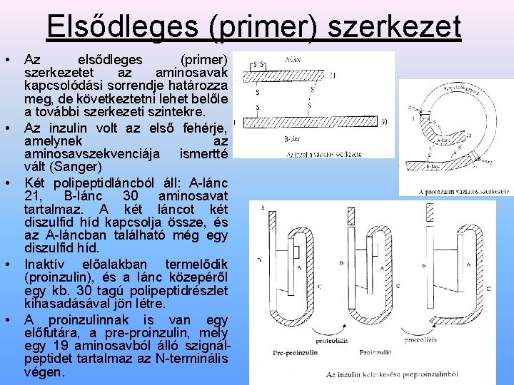 Elsődleges (primer) szerkezet • • • Az elsődleges (primer) szerkezetet az aminosavak kapcsolódási sorrendje