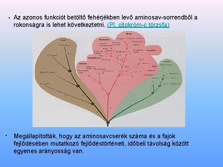  • Az azonos funkciót betöltő fehérjékben levő aminosav-sorrendből a rokonságra is lehet következtetni.