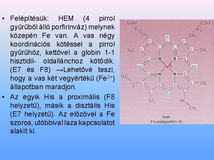  • Felépítésük: HEM (4 pirrol gyűrűből álló porfirinváz) melynek közepén Fe van. A