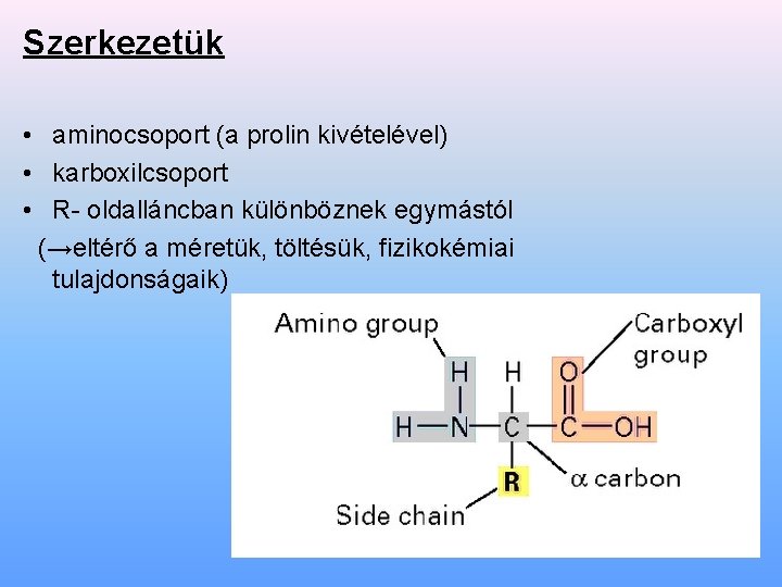 Szerkezetük • aminocsoport (a prolin kivételével) • karboxilcsoport • R- oldalláncban különböznek egymástól (→eltérő