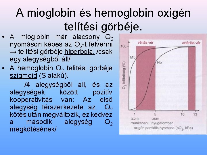 A mioglobin és hemoglobin oxigén telítési görbéje. • A mioglobin már alacsony O 2