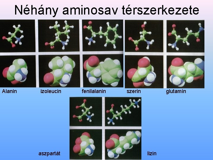 Néhány aminosav térszerkezete Alanin izoleucin aszpartát fenilalanin szerin glutamin lizin 