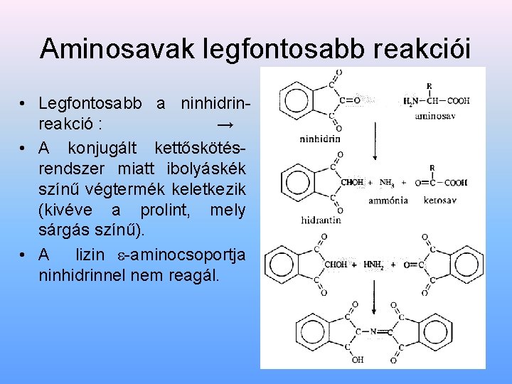 Aminosavak legfontosabb reakciói • Legfontosabb a ninhidrinreakció : → • A konjugált kettőskötésrendszer miatt