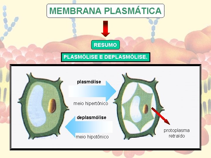 MEMBRANA PLASMÁTICA RESUMO PLASMÓLISE E DEPLASMÓLISE. plasmólise meio hipertônico deplasmólise meio hipotônico protoplasma retraído