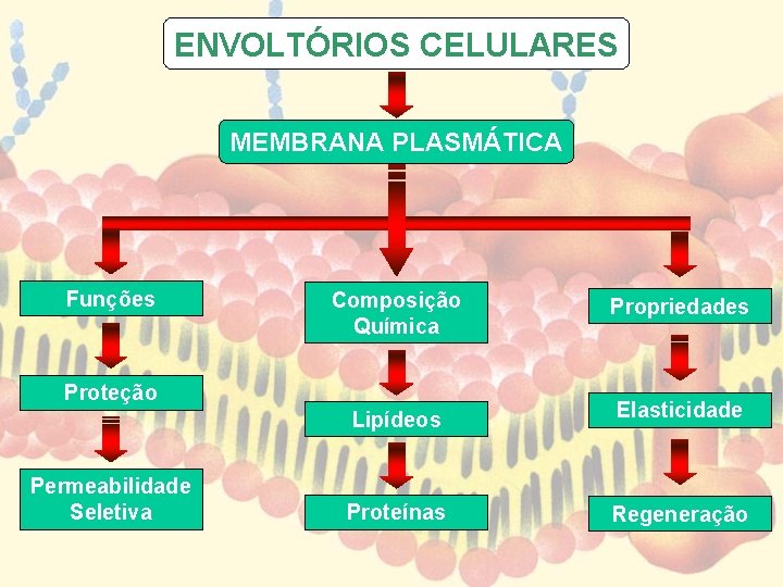 ENVOLTÓRIOS CELULARES MEMBRANA PLASMÁTICA Funções Composição Química Propriedades Lipídeos Elasticidade Proteínas Regeneração Proteção Permeabilidade