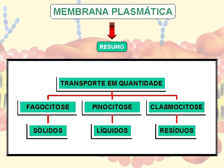 MEMBRANA PLASMÁTICA RESUMO TRANSPORTE EM QUANTIDADE FAGOCITOSE PINOCITOSE CLASMOCITOSE SÓLIDOS LÍQUIDOS RESÍDUOS 