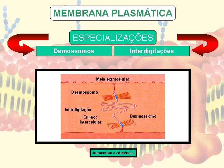 MEMBRANA PLASMÁTICA ESPECIALIZAÇÕES Demossomos Interdigitações Meio extracelular Desmossomo Interdigitação Espaço intercelular Desmossomo Aumentam a