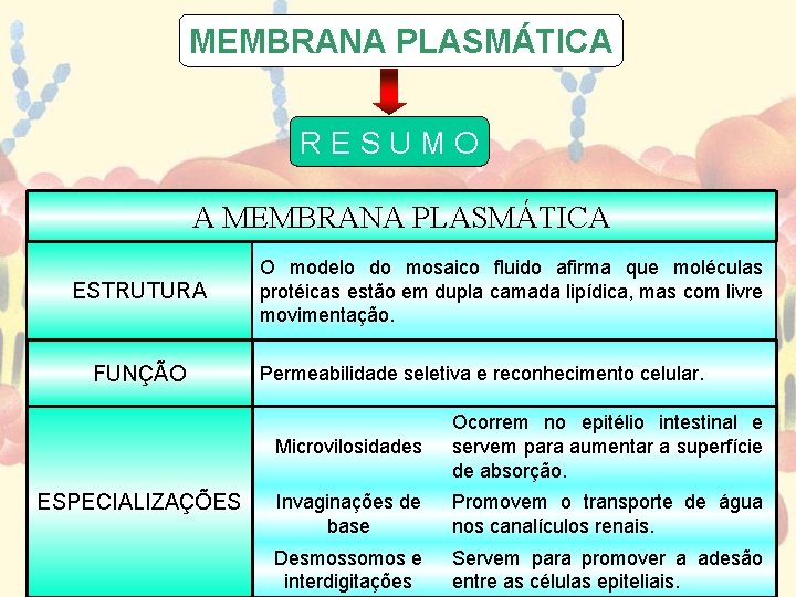 MEMBRANA PLASMÁTICA RESUMO A MEMBRANA PLASMÁTICA ESTRUTURA FUNÇÃO ESPECIALIZAÇÕES O modelo do mosaico fluido