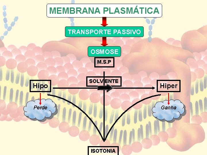 MEMBRANA PLASMÁTICA TRANSPORTE PASSIVO OSMOSE M. S. P Hipo SOLV ENTE Hiper Ganha Perde