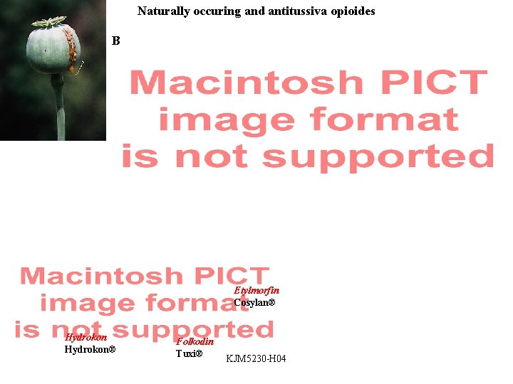 Naturally occuring and antitussiva opioides Biosynthetic routes in Papaver somniferum Noskapin (not analgetic, not