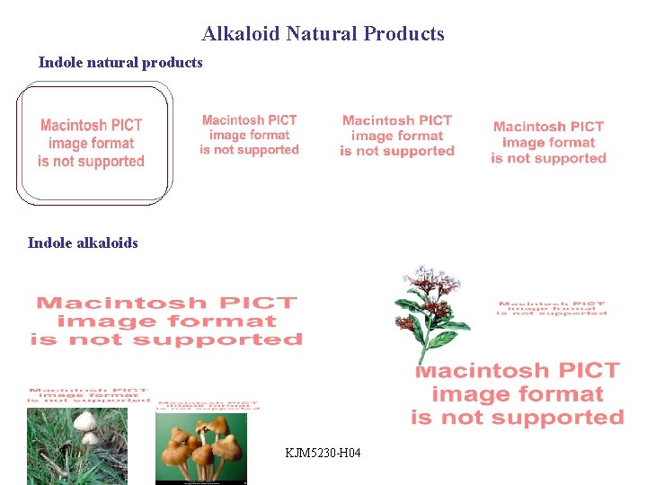 Alkaloid Natural Products Indole natural products Indole alkaloids KJM 5230 -H 04 