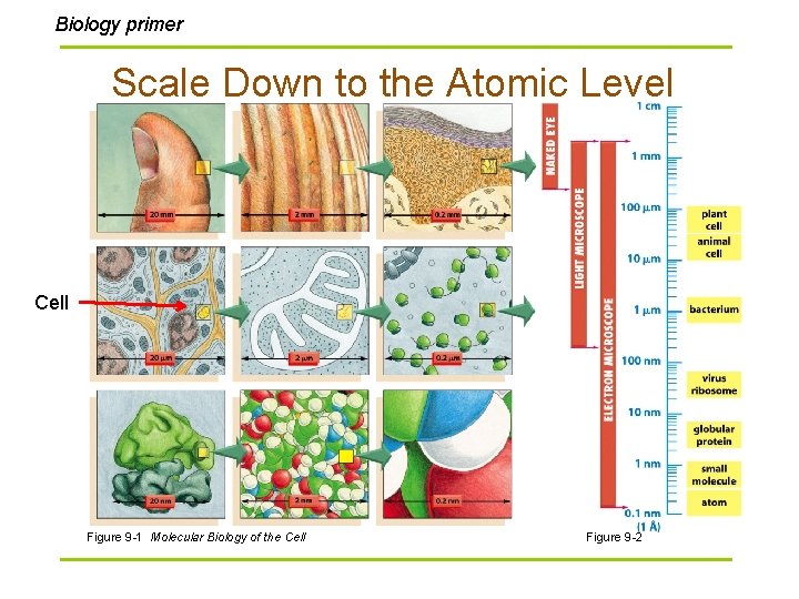 Biology primer Scale Down to the Atomic Level Cell Figure 9 -1 Molecular Biology