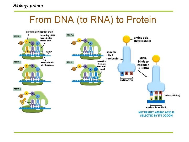 Biology primer From DNA (to RNA) to Protein 