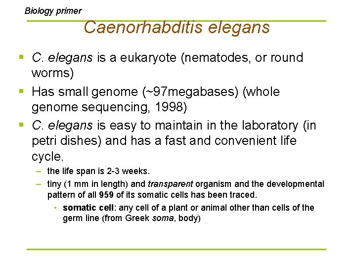 Biology primer Caenorhabditis elegans § C. elegans is a eukaryote (nematodes, or round worms) Biology primer Caenorhabditis elegans § C. elegans is a eukaryote (nematodes, or round worms)