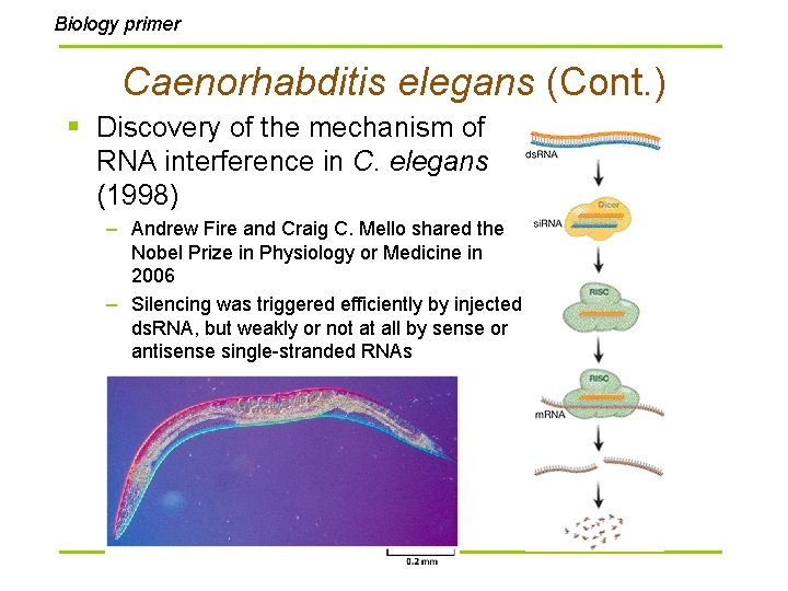 Biology primer Caenorhabditis elegans (Cont. ) § Discovery of the mechanism of RNA interference Biology primer Caenorhabditis elegans (Cont. ) § Discovery of the mechanism of RNA interference