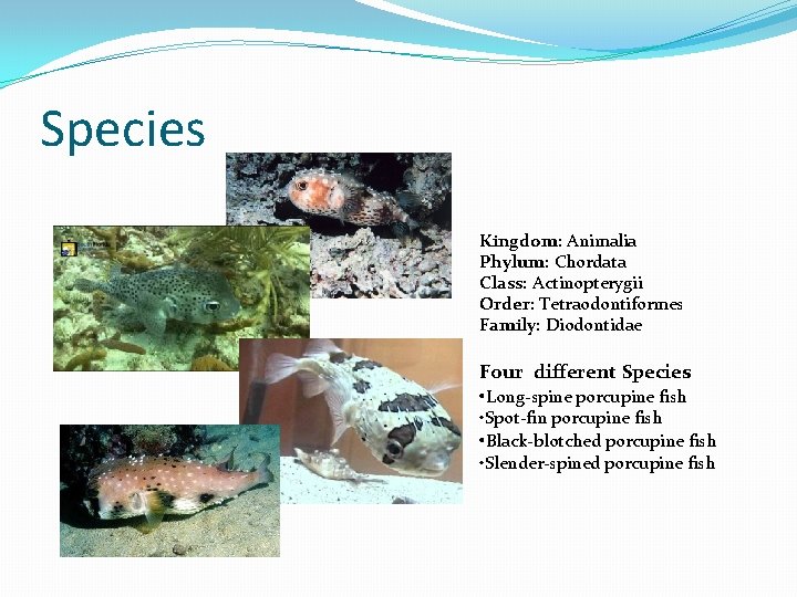 Species Kingdom: Animalia Phylum: Chordata Class: Actinopterygii Order: Tetraodontiformes Family: Diodontidae Four different Species