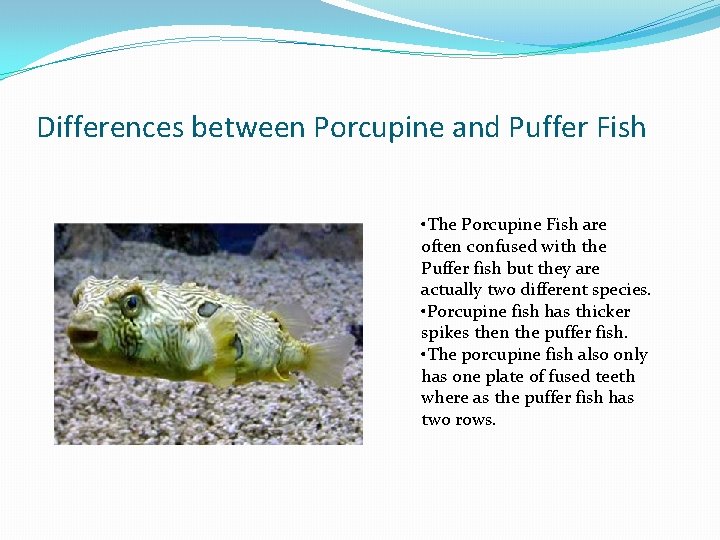 Differences between Porcupine and Puffer Fish • The Porcupine Fish are often confused with