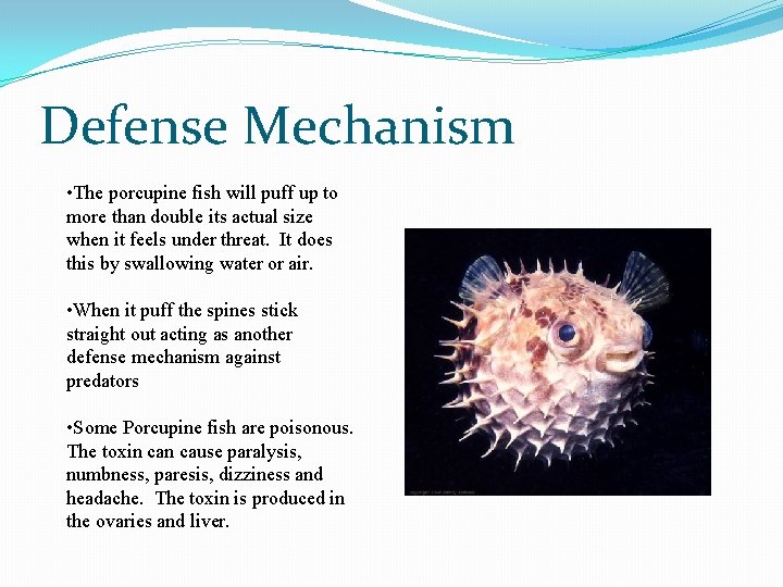 Defense Mechanism • The porcupine fish will puff up to more than double its