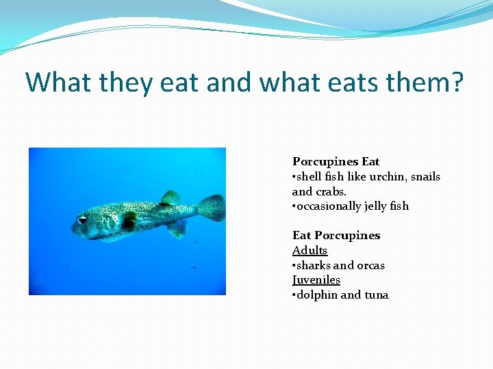 What they eat and what eats them? Porcupines Eat • shell fish like urchin,