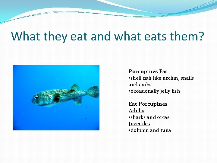 Porcupine Fish By Chantale Lacroix Species Kingdom Animalia