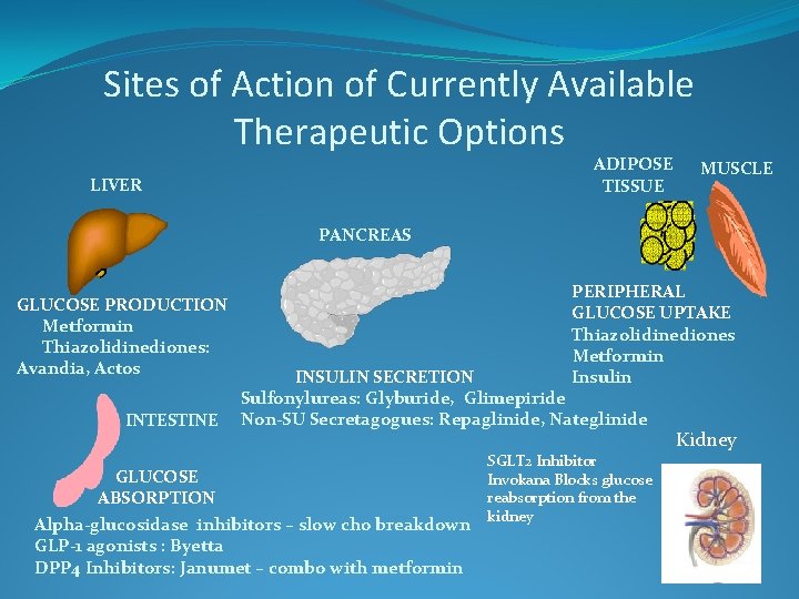 Sites of Action of Currently Available Therapeutic Options ADIPOSE TISSUE LIVER MUSCLE PANCREAS GLUCOSE