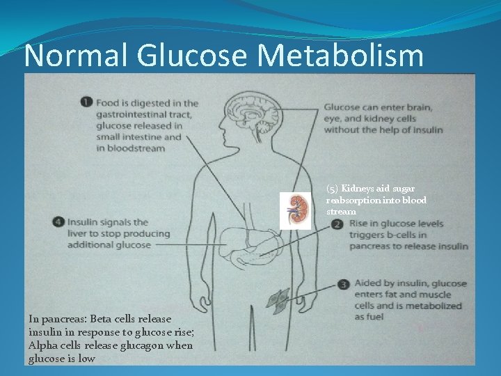 Normal Glucose Metabolism (5) Kidneys aid sugar reabsorption into blood stream In pancreas: Beta