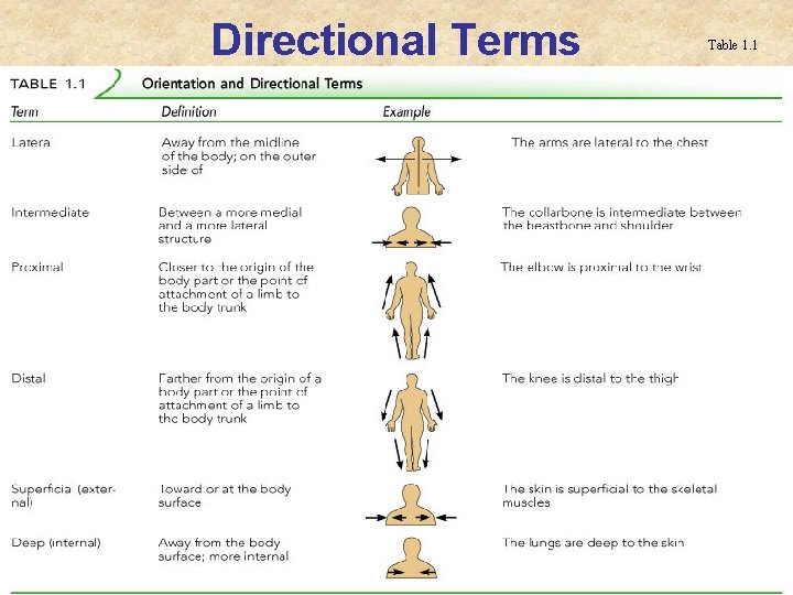 Directional Terms Table 1. 1 Directional Terms Table 1. 1