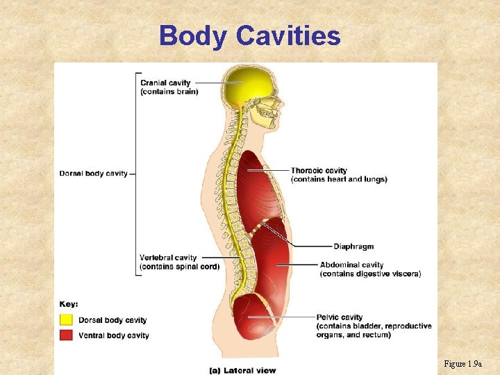 Body Cavities Figure 1. 9 a Body Cavities Figure 1. 9 a