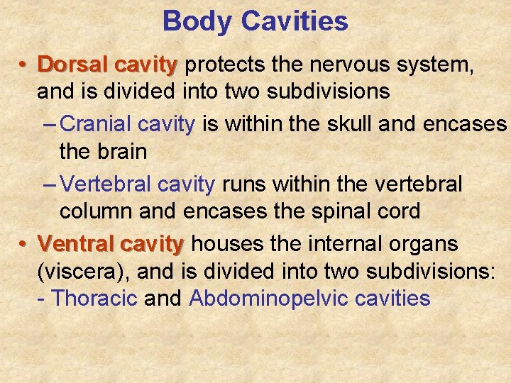Body Cavities • Dorsal cavity protects the nervous system, and is divided into two