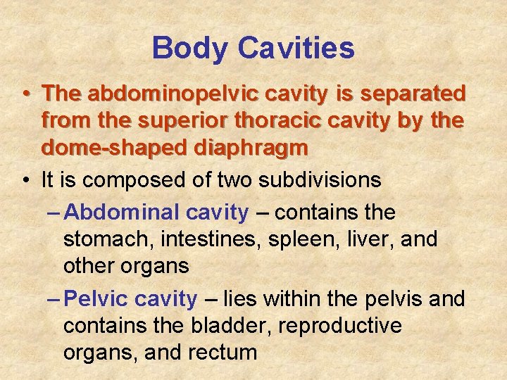Body Cavities • The abdominopelvic cavity is separated from the superior thoracic cavity by