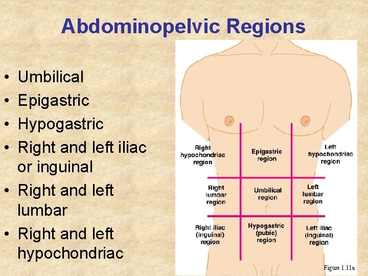 Abdominopelvic Regions • • Umbilical Epigastric Hypogastric Right and left iliac or inguinal • Abdominopelvic Regions • • Umbilical Epigastric Hypogastric Right and left iliac or inguinal •