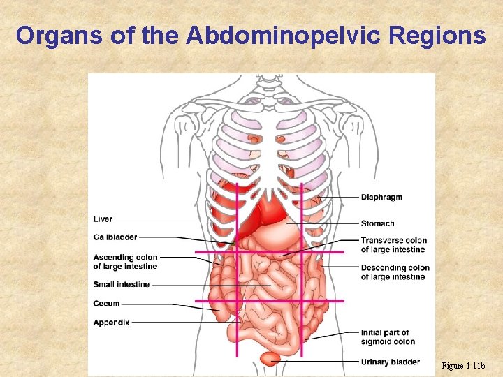 Organs of the Abdominopelvic Regions Figure 1. 11 b Organs of the Abdominopelvic Regions Figure 1. 11 b