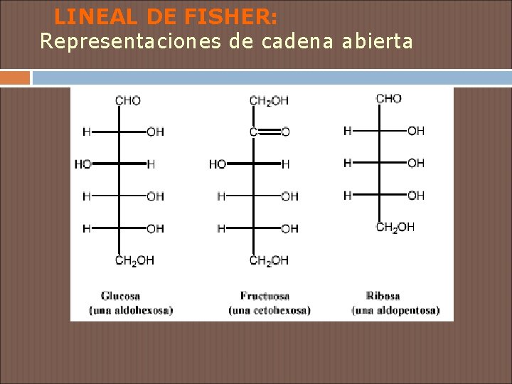 LINEAL DE FISHER: Representaciones de cadena abierta 