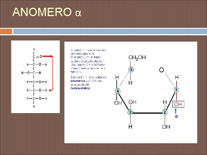 ANOMERO α 