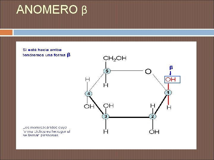 ANOMERO β 