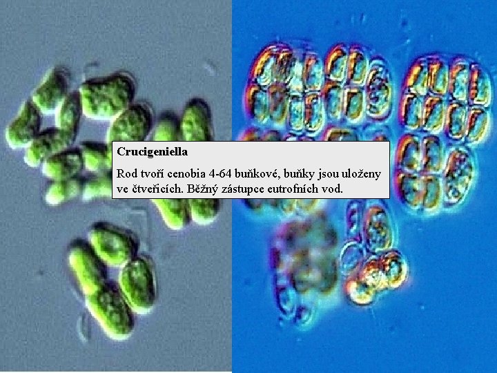 Crucigeniella Rod tvoří cenobia 4 -64 buňkové, buňky jsou uloženy ve čtveřicích. Běžný zástupce