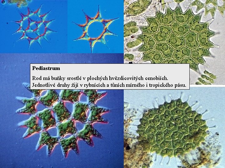 Pediastrum Rod má buňky srostlé v plochých hvězdicovitých cenobiích. Jednotlivé druhy žijí v rybnících