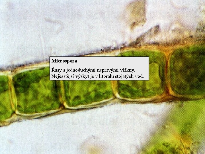 Microspora Řasy s jednoduchými nepravými vlákny. Nejčastější výskyt je v litorálu stojatých vod. 