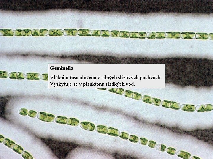 Geminella Vláknitá řasa uložená v silných slizových pochvách. Vyskytuje se v planktonu sladkých vod.