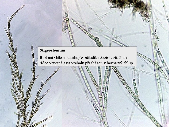 Stigeoclonium Rod má vlákna dosahující několika decimetrů. Jsou řídce větvená a na vrcholu přecházejí