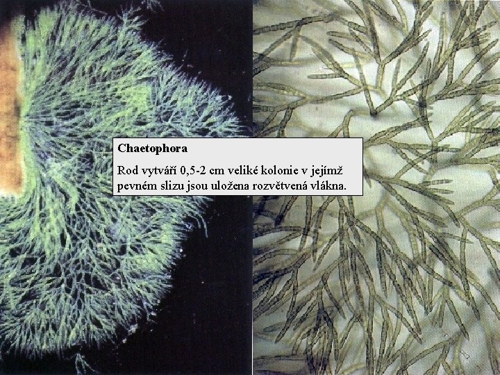 Chaetophora Rod vytváří 0, 5 -2 cm veliké kolonie v jejímž pevném slizu jsou