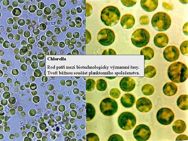 Chlorella Rod patří mezi biotechnologicky významné řasy. Tvoří běžnou součást planktonního společenstva. 