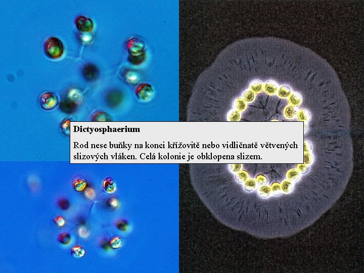 Dictyosphaerium Rod nese buňky na konci křížovitě nebo vidličnatě větvených slizových vláken. Celá kolonie