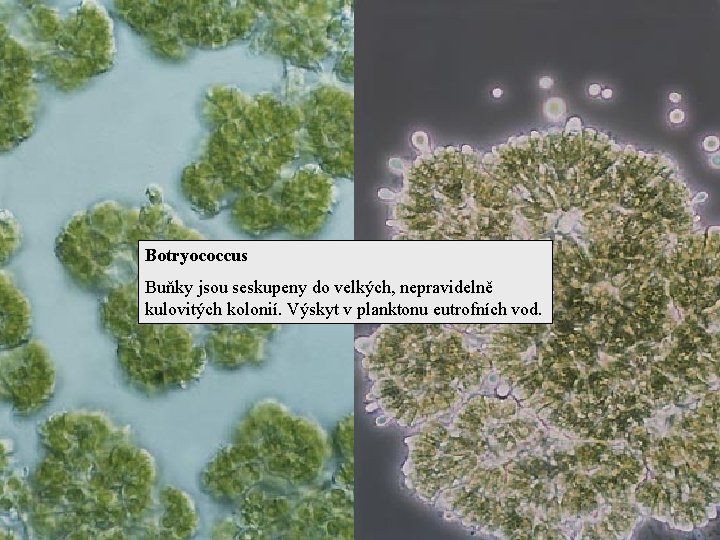 Botryococcus Buňky jsou seskupeny do velkých, nepravidelně kulovitých kolonií. Výskyt v planktonu eutrofních vod.