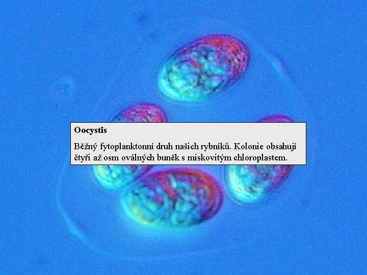 Oocystis Běžný fytoplanktonní druh našich rybníků. Kolonie obsahují čtyři až osm oválných buněk s