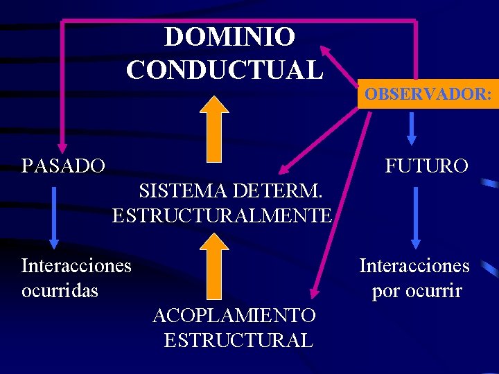 DOMINIO CONDUCTUAL PASADO OBSERVADOR: FUTURO SISTEMA DETERM. ESTRUCTURALMENTE Interacciones ocurridas Interacciones por ocurrir ACOPLAMIENTO