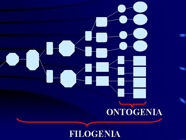 ONTOGENIA FILOGENIA 