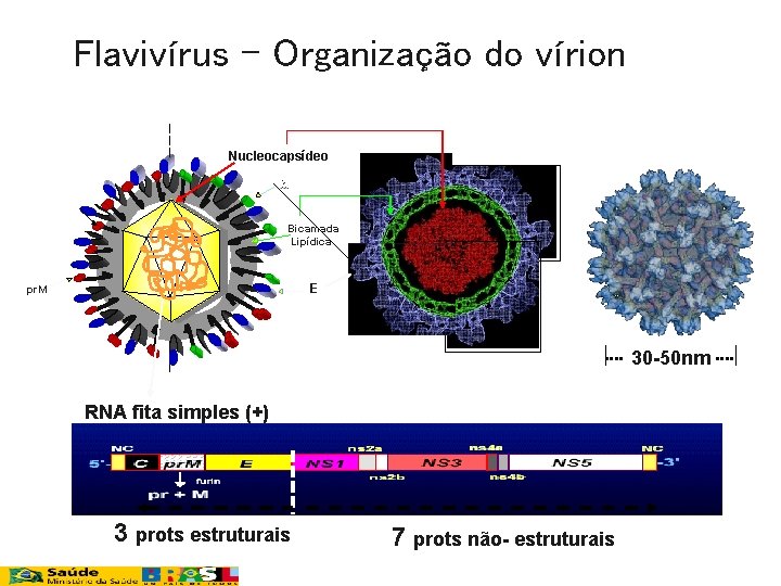 Flavivírus - Organização do vírion Nucleocapsídeo M M Bicamada Lipídica E pr. M 30