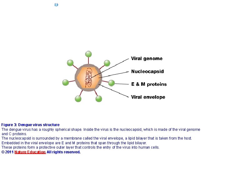 Figure 3: Dengue virus structure The dengue virus has a roughly spherical shape. Inside